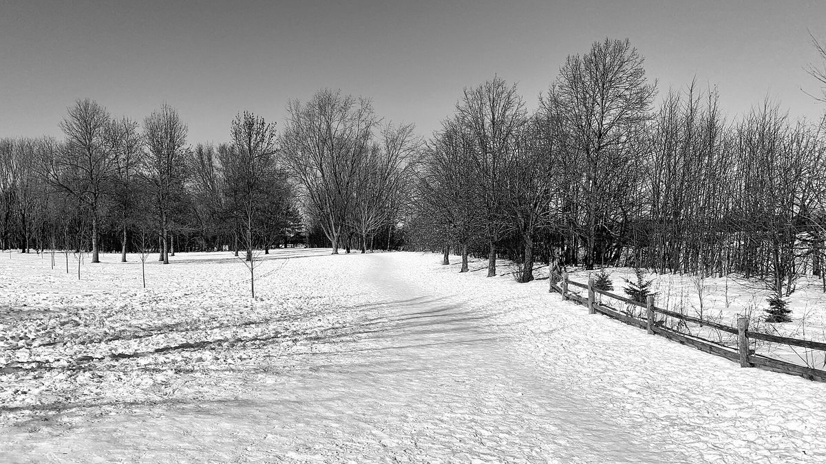 A snow-covered lane between split-rail fences and bare trees in Manotick in February